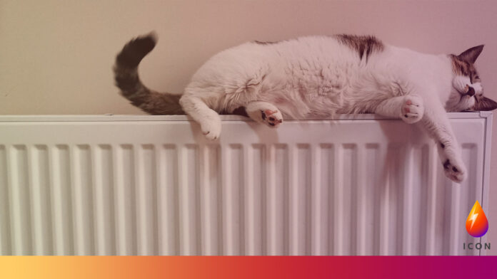radiator with cat