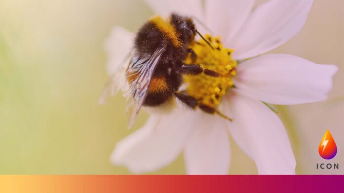 bee on flower
