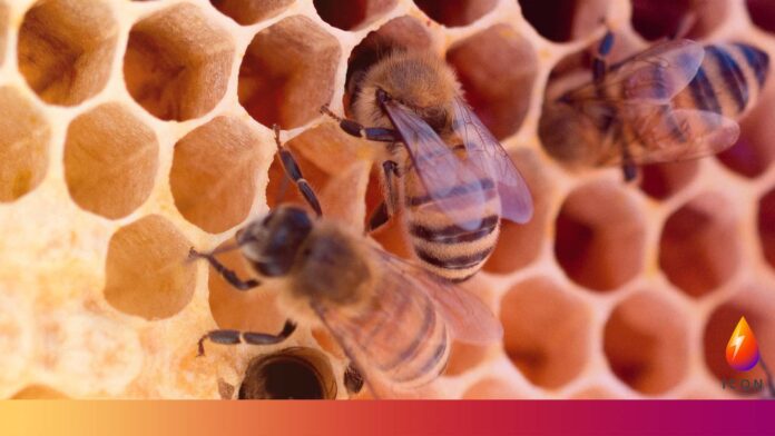 bees on honeycomb