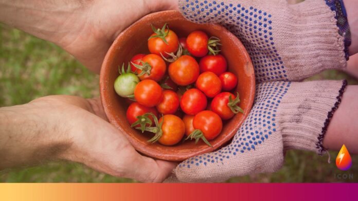 tomatoes